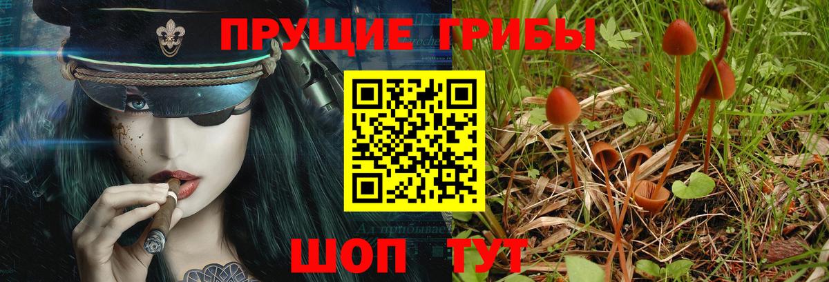 Галлюциногенные грибы Cubensis  Псилоцибиновые грибы мицелий  Вход с VPN  Сатка 